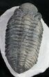Big, Fat Drotops Trilobite - Great Preparation #10526-1